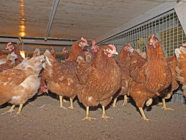 種鶏鶏舎の内部。床面で飼育される種鶏