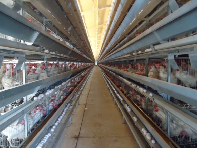 成鶏鶏舎の内部。左右に採卵鶏のケージが並ぶ